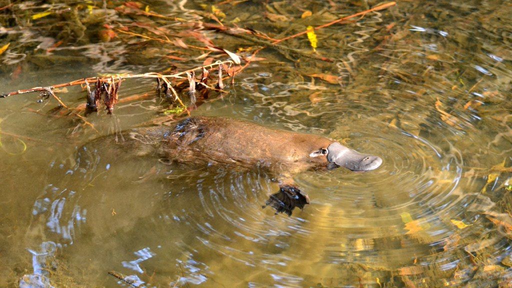 Platypus Categorisation